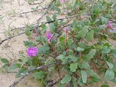 Abronia gracilis