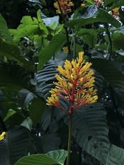 Palicourea guianensis