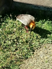 Theristicus caudatus