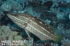 Anyperodon leucogrammicus