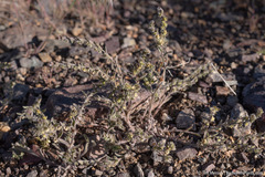 Lappula occidentalis cupulata