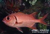 Bigscale Soldierfish - Photo (c) Nigel Marsh, some rights reserved (CC BY-NC), uploaded by Nigel Marsh