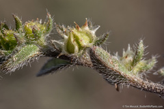 Lappula occidentalis cupulata