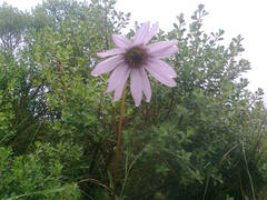 Iostephane heterophylla