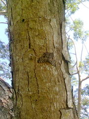 Hamadryas feronia farinulenta