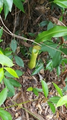 Nepenthes mirabilis