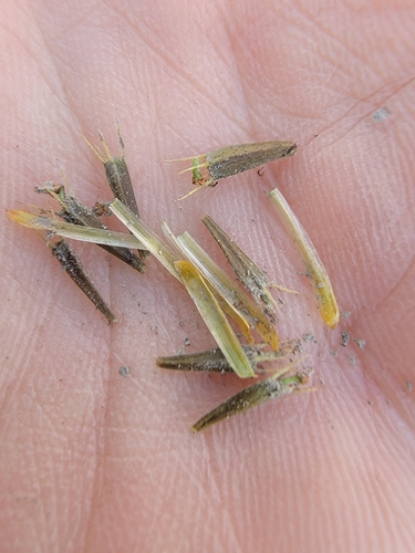 Image of Bidens eatonii by (c) simonpesant, some rights reserved (CC BY)