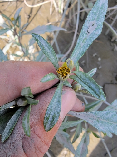 Image of Bidens eatonii by (c) simonpesant, some rights reserved (CC BY)