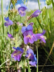 Penstemon eriantherus