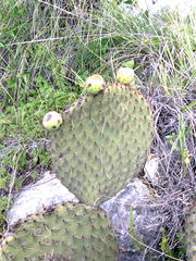 Opuntia huajuapensis
