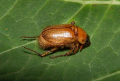 Cyclocephala borealis