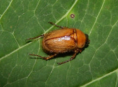 Cyclocephala borealis