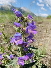 Penstemon eriantherus