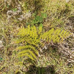 Pteridium aquilinum feei