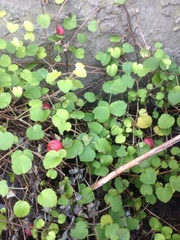 Fuchsia procumbens