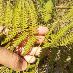 Pteridium aquilinum feei