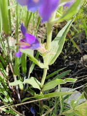 Penstemon eriantherus