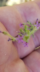 Allophyllum divaricatum