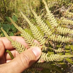 Pteridium aquilinum feei