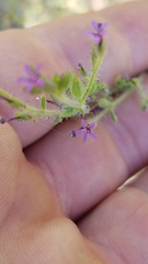 Allophyllum divaricatum