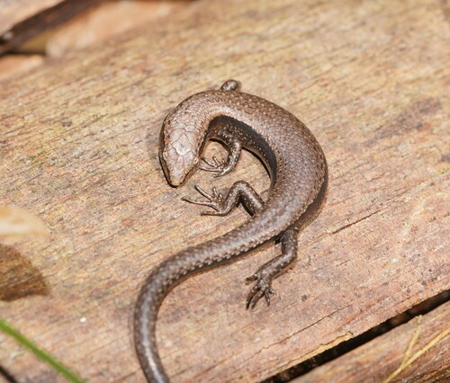 Southern Forest Coolskink