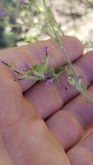 Allophyllum divaricatum