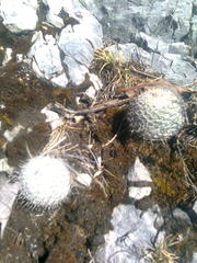 Mammillaria haageana haageana