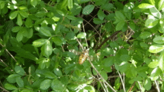 Epistrophe xanthostoma