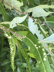 Aculus tetanothrix