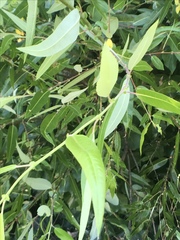 Aculus tetanothrix