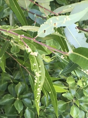 Aculus tetanothrix