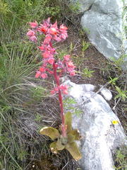 Gibbiflorae