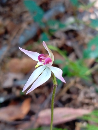 Image of Caladenia hillmanii by (c) Jono, some rights reserved (CC BY)