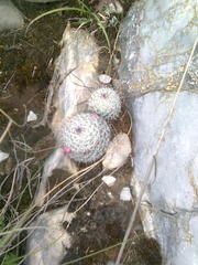 Mammillaria haageana haageana