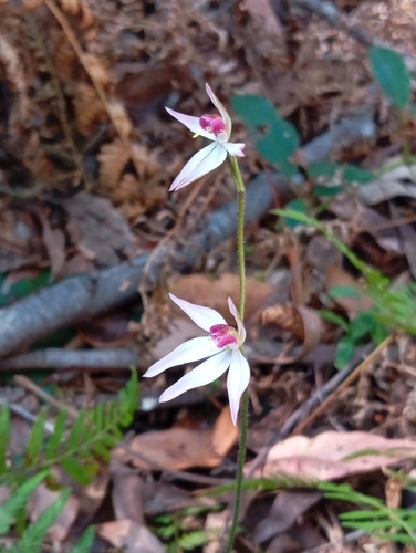 Image of Caladenia hillmanii by (c) Jono, some rights reserved (CC BY)