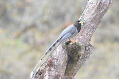 Urocissa flavirostris