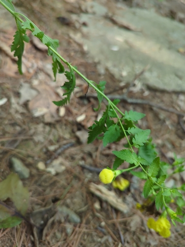 Image of Aureolaria pedicularia by (c) Chris Reardon, some rights reserved (CC BY)