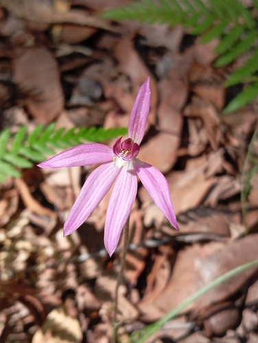 Image of Caladenia hillmanii by (c) Jono, some rights reserved (CC BY)