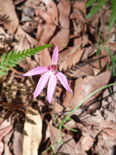 Image of Caladenia hillmanii by (c) Jono, some rights reserved (CC BY)