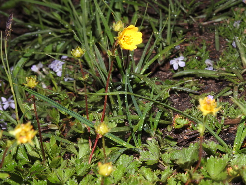 Image of Potentilla flabellifolia by no rights reserved