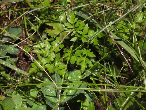 Image of Gray's Lovage by no rights reserved