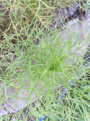 Cosmos bipinnatus