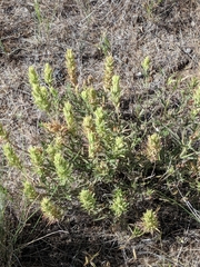 Castilleja thompsonii