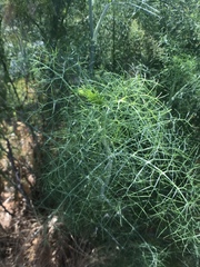 Foeniculum vulgare