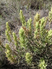 Castilleja thompsonii