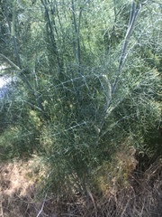 Foeniculum vulgare