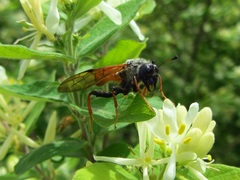 Trichiosoma triangulum