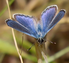 Euphilotes enoptes bayensis