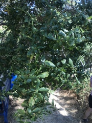 Baccharis pilularis