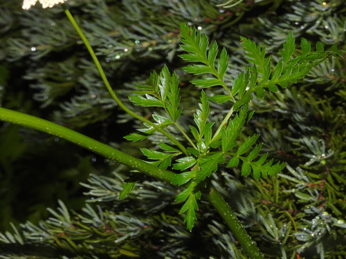 Image of Gray's Lovage by no rights reserved